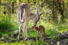 Load image into Gallery viewer, DIY 5D Mom and Baby Deer Diamond Mosaic Craft Kit